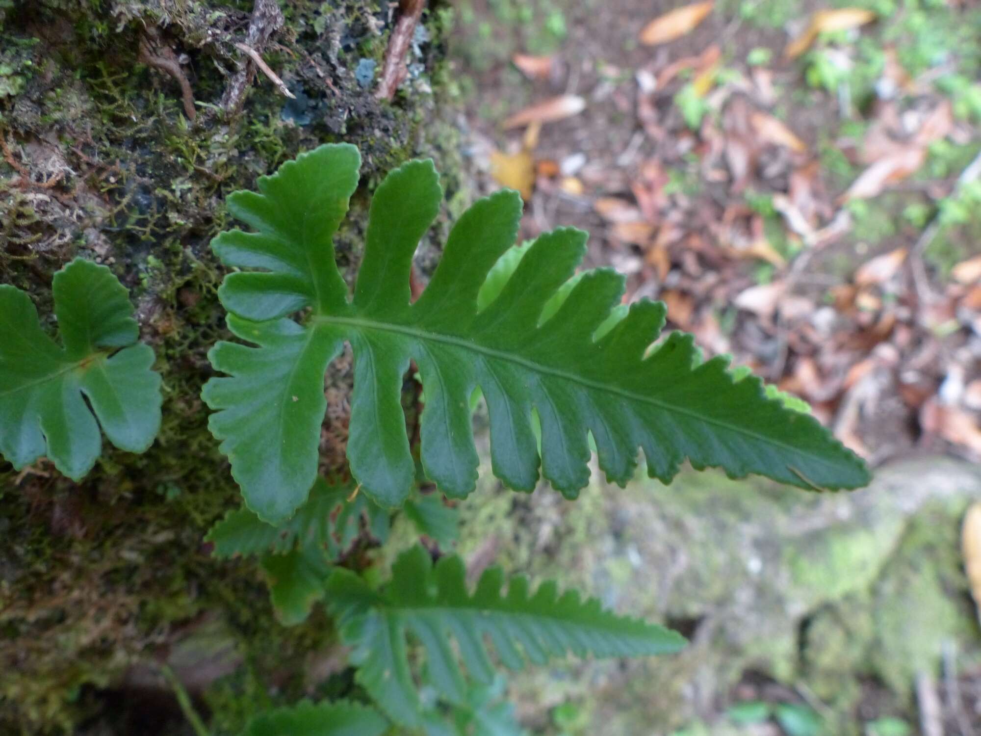 Слика од Davallia repens (L. fil.) Kuhn