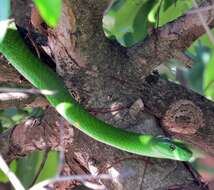 Image of Green mamba