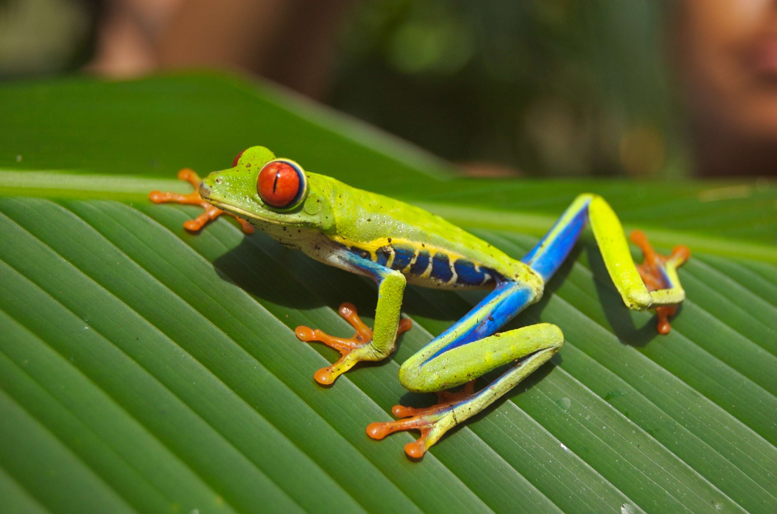 Imagem de Agalychnis callidryas (Cope 1862)