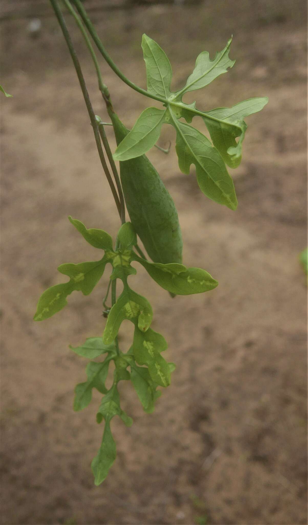 Image of Adenia perrieri Clav.