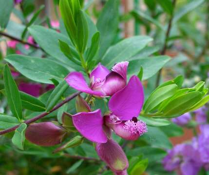 Image of myrtle-leaf milkwort