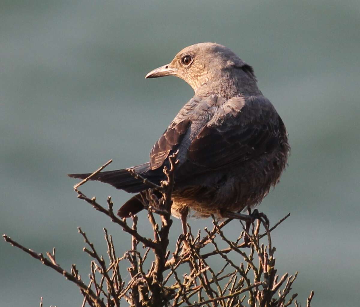 Plancia ëd Monticola solitarius (Linnaeus 1758)