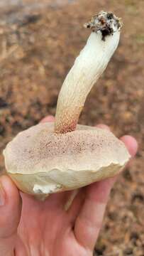 Image of Pale bitter bolete