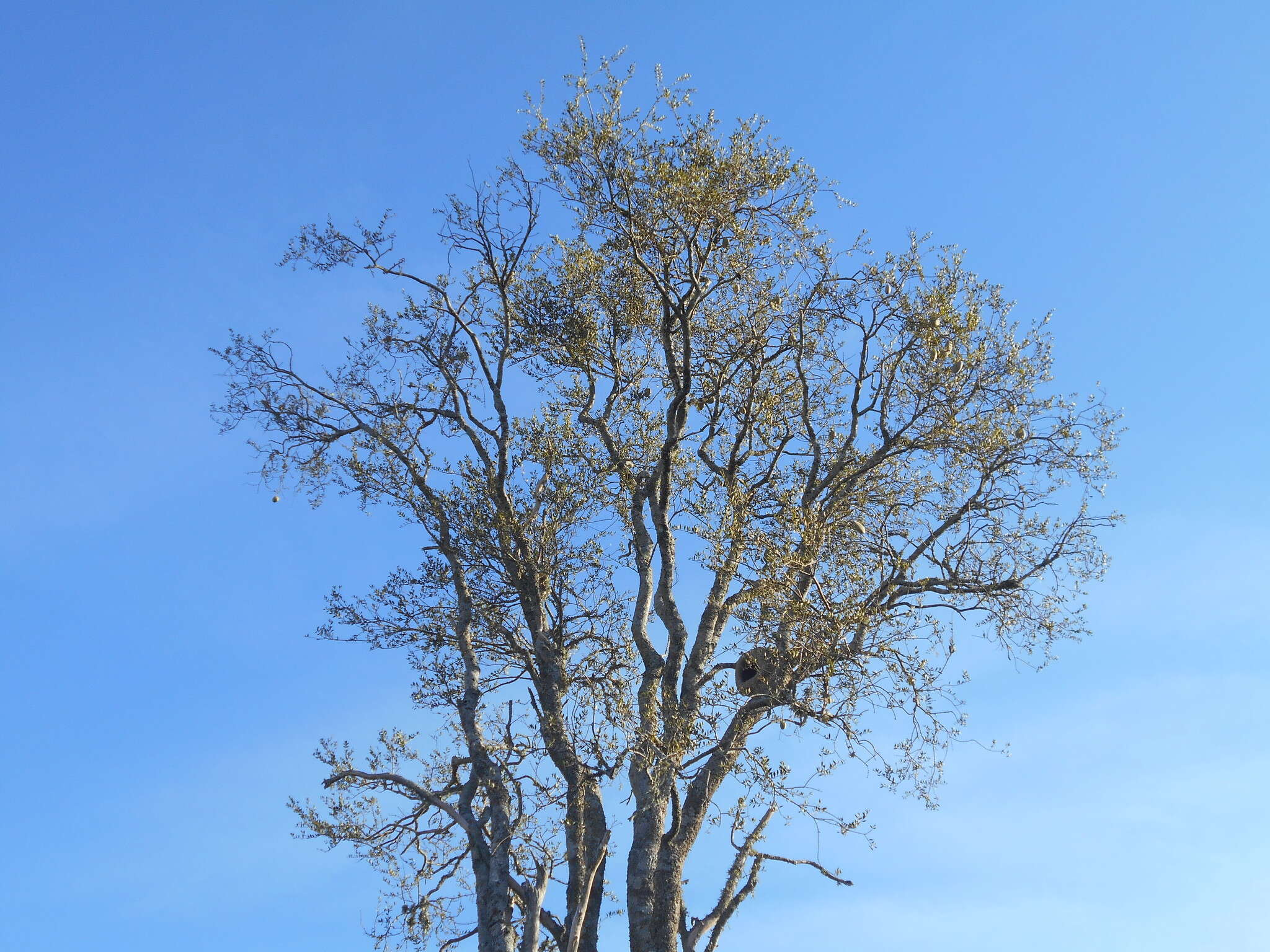 صورة Aspidosperma quebracho-blanco Schltdl.