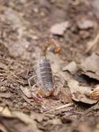 Image of California Common Scorpion