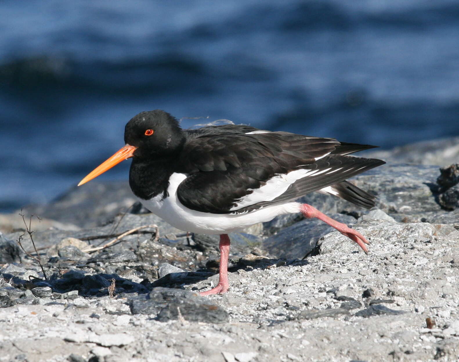 Image of oystercatcher, eurasian oystercatcher