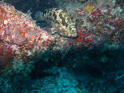 Image of Camouflage Grouper