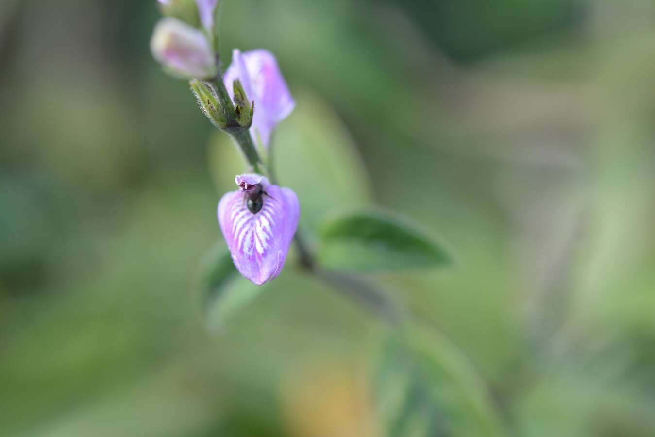 Image of Justicia breviflora (Nees) Rusby