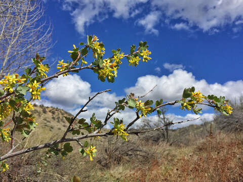 Image of golden currant