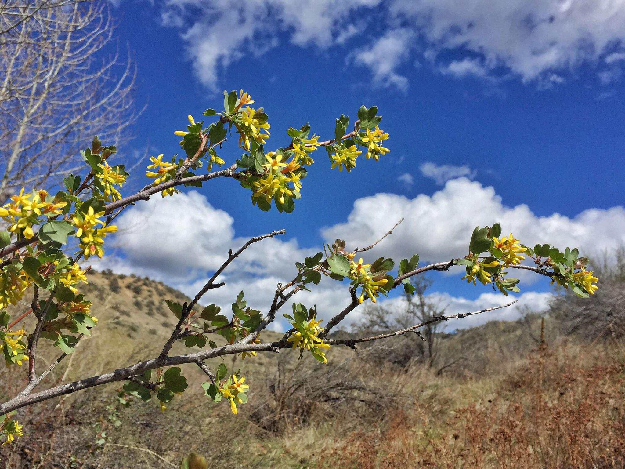 Image of golden currant