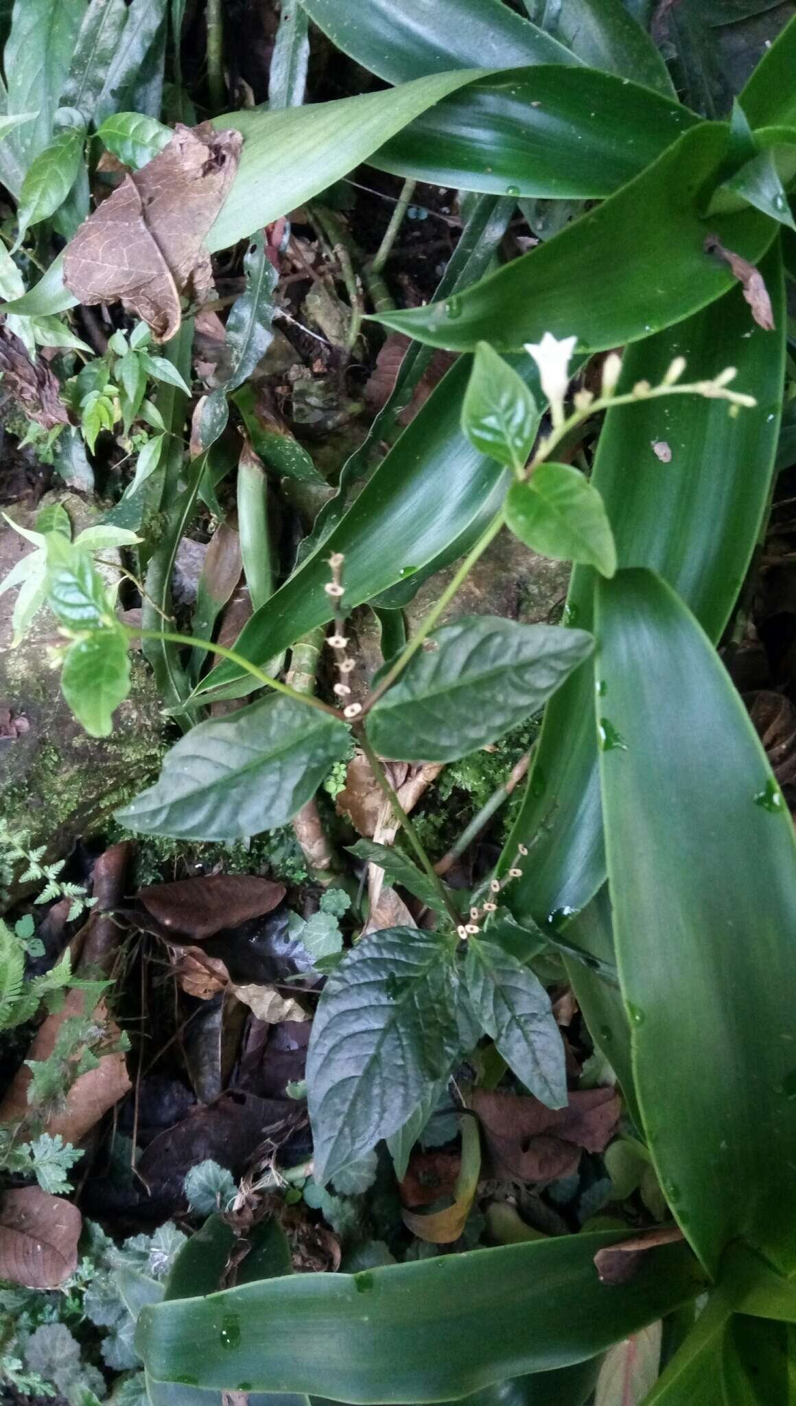 Imagem de Spigelia scabra Cham. & Schltdl.