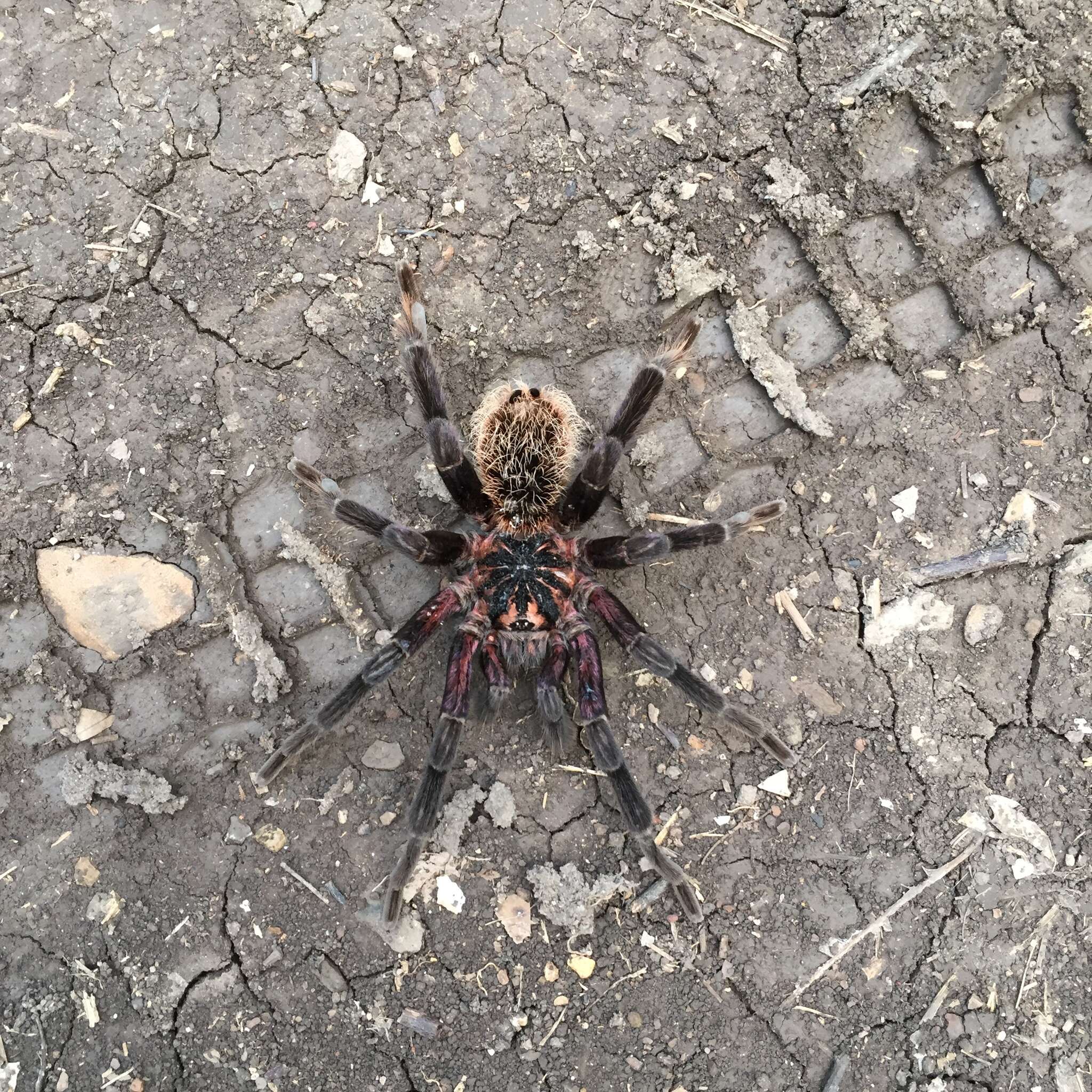 Image of Columbian lesserblack tarantula