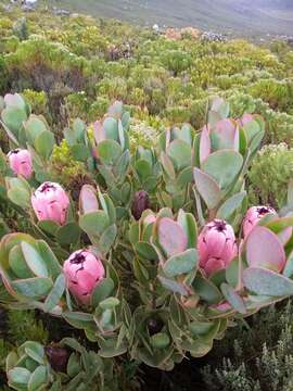 Image of Protea stokoei Phillips