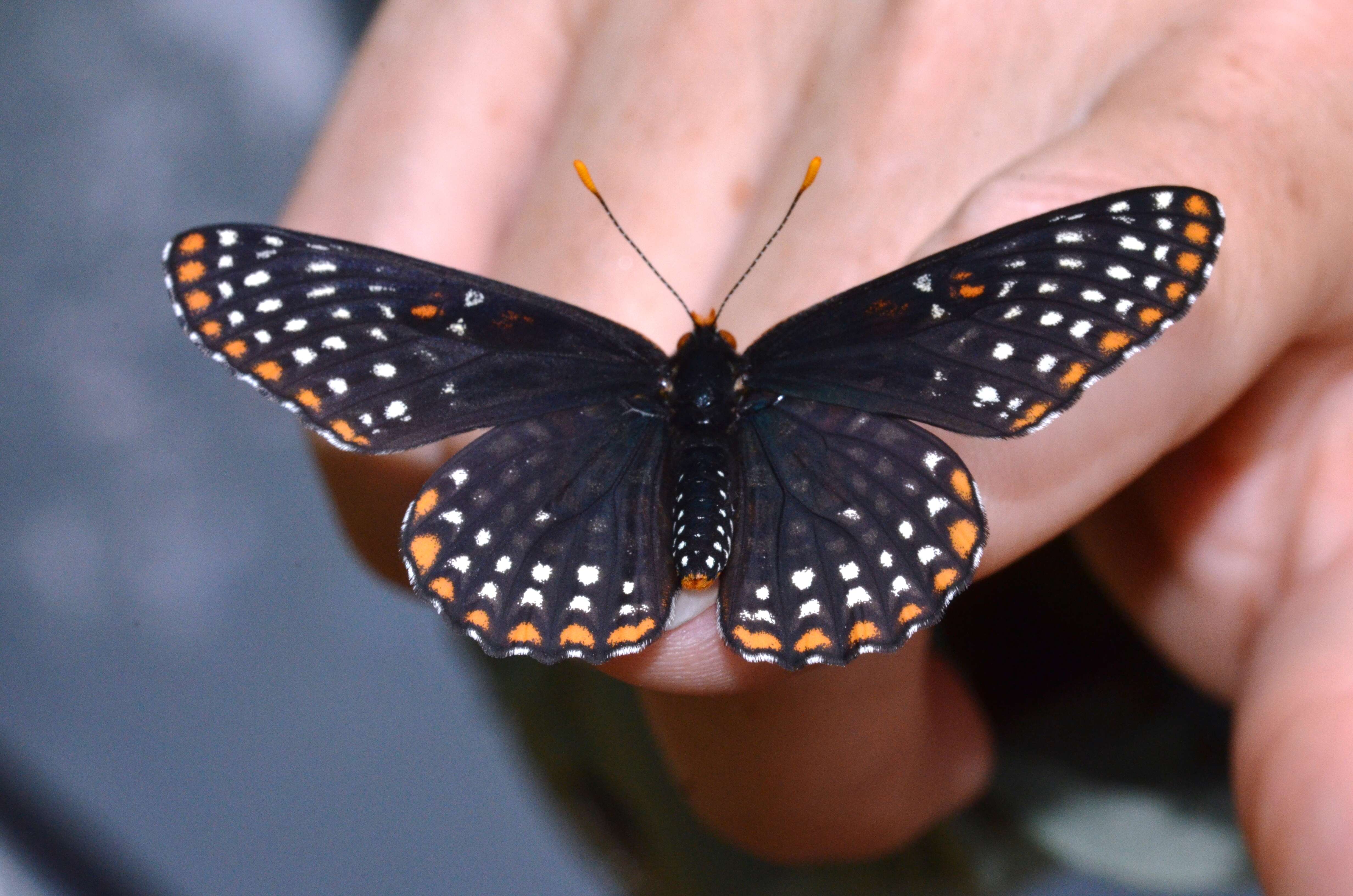 Image of Baltimore Checkerspot