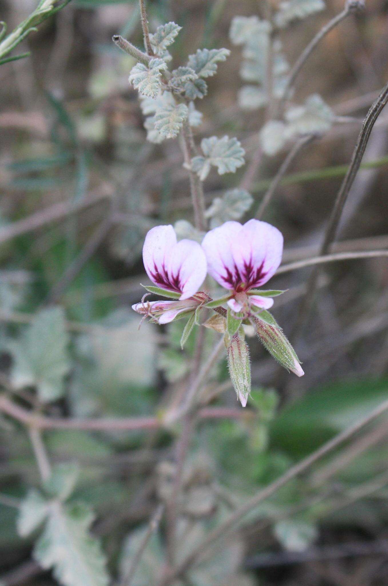 Image of geranium