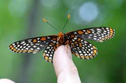 Euphydryas phaeton Drury 1767的圖片