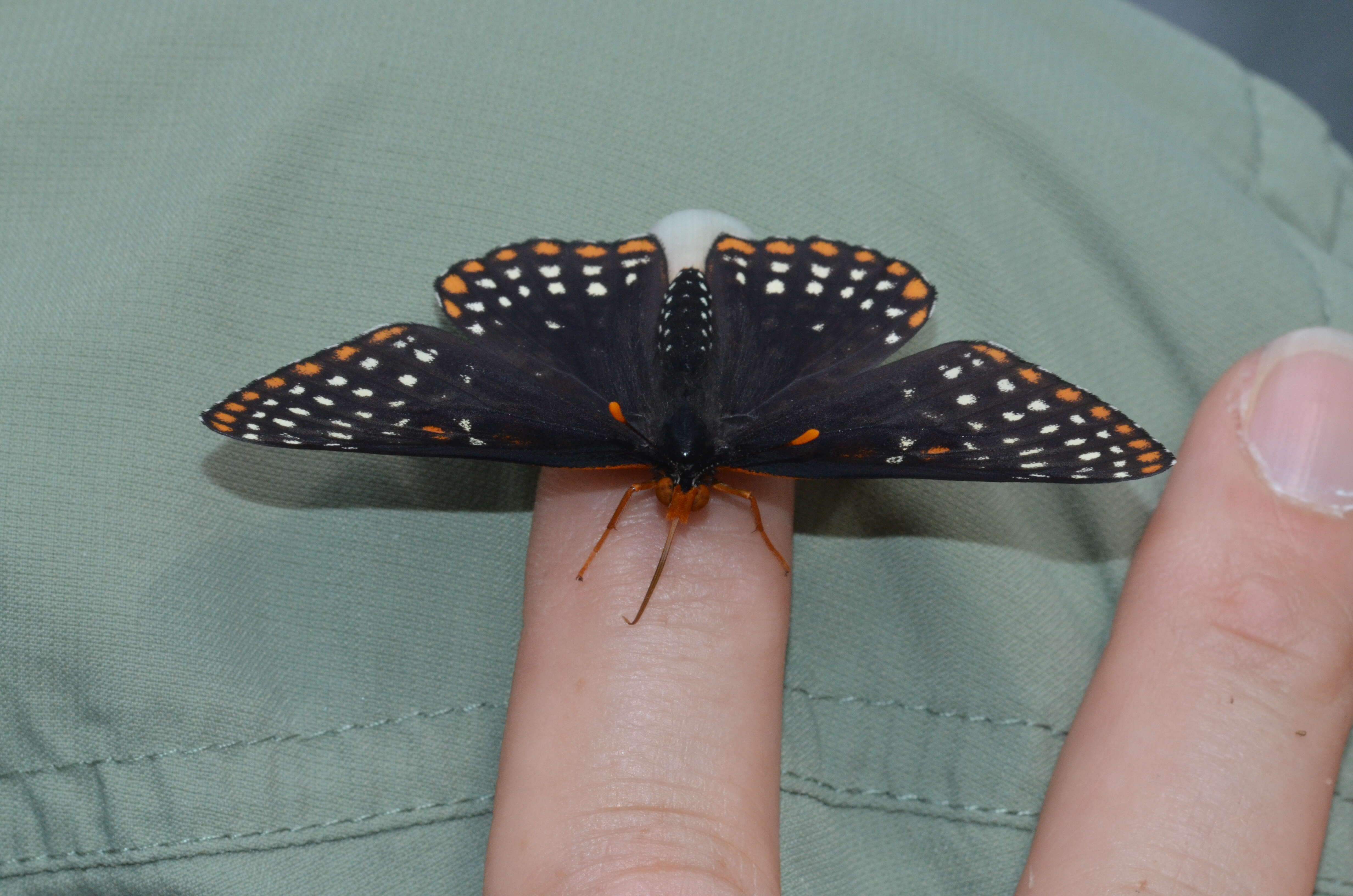 Image of Baltimore Checkerspot