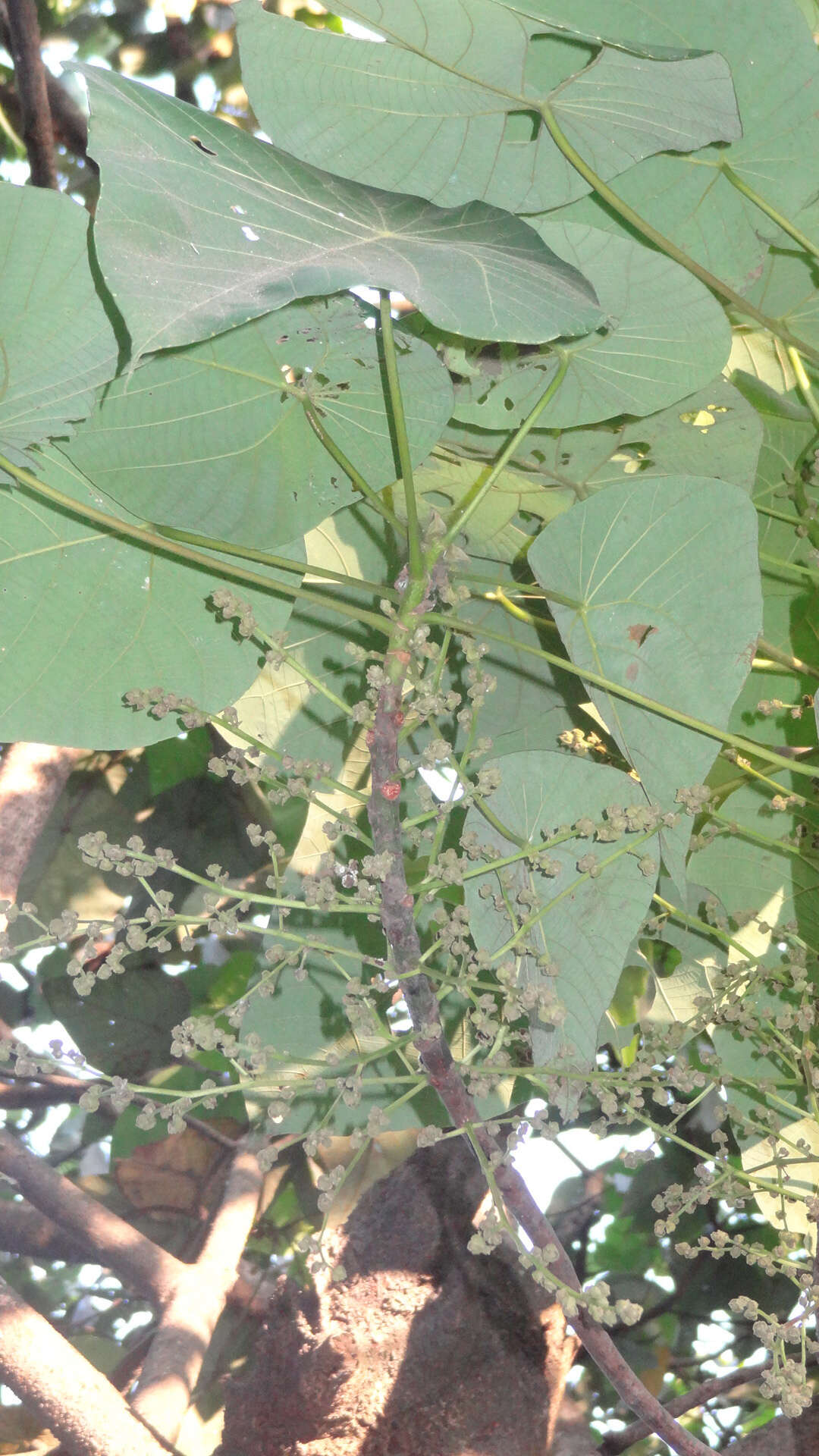 Image of Macaranga peltata (Roxb.) Müll. Arg.