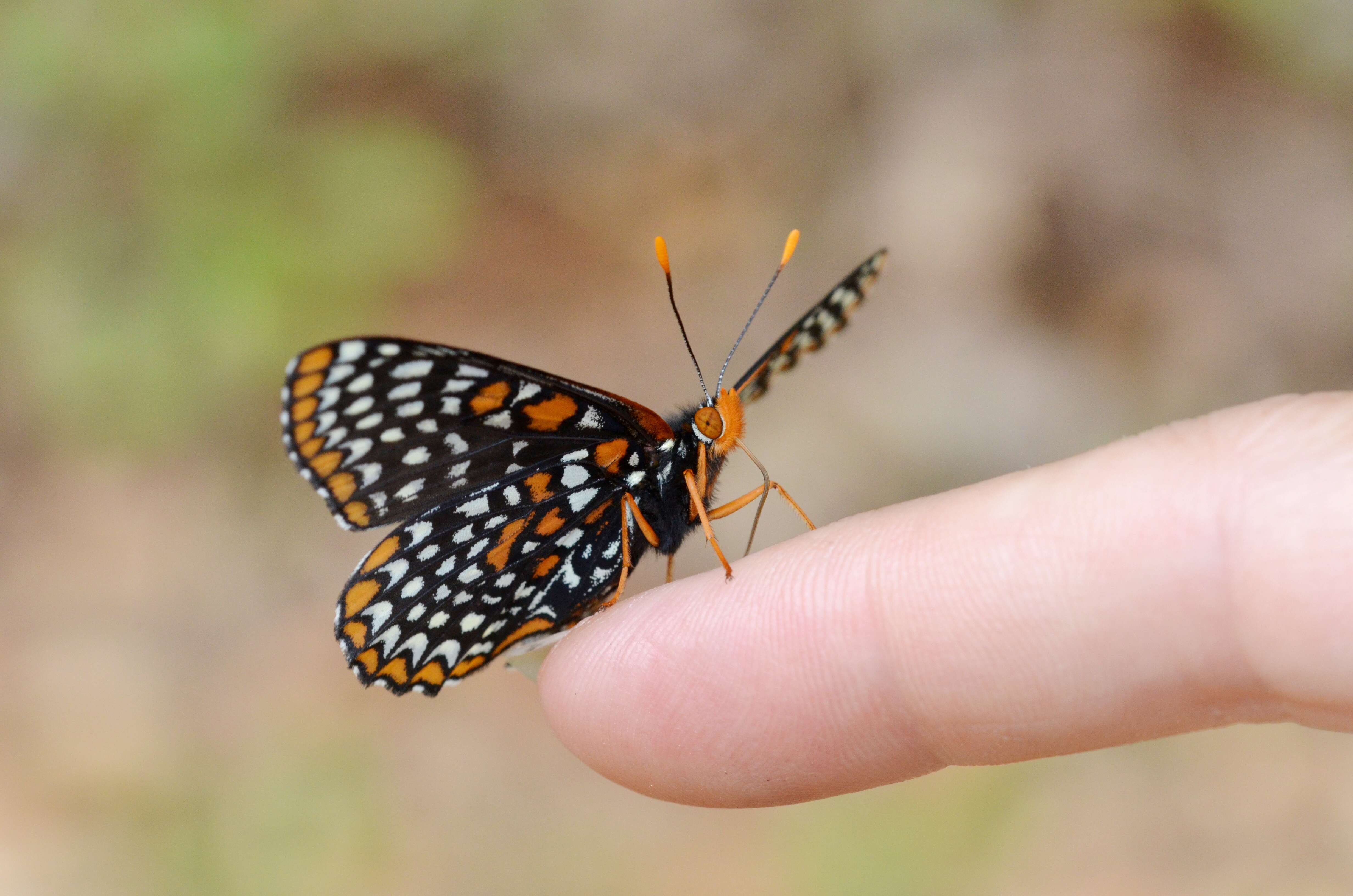 Euphydryas phaeton Drury 1767的圖片