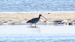 Image of Eastern Curlew