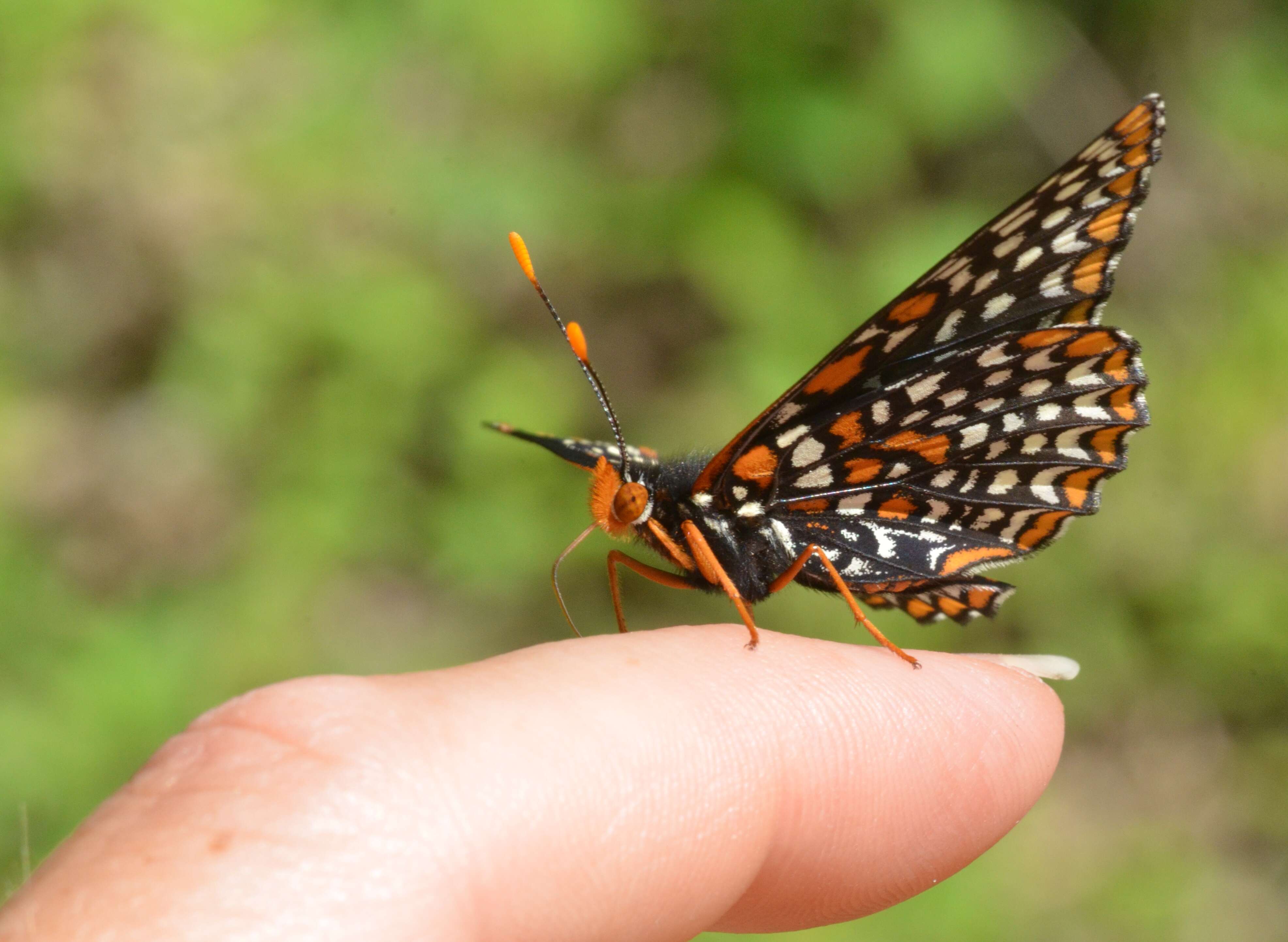 Image of Baltimore Checkerspot