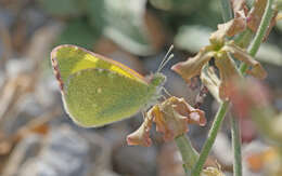 Слика од <i>Euchloe penia</i>