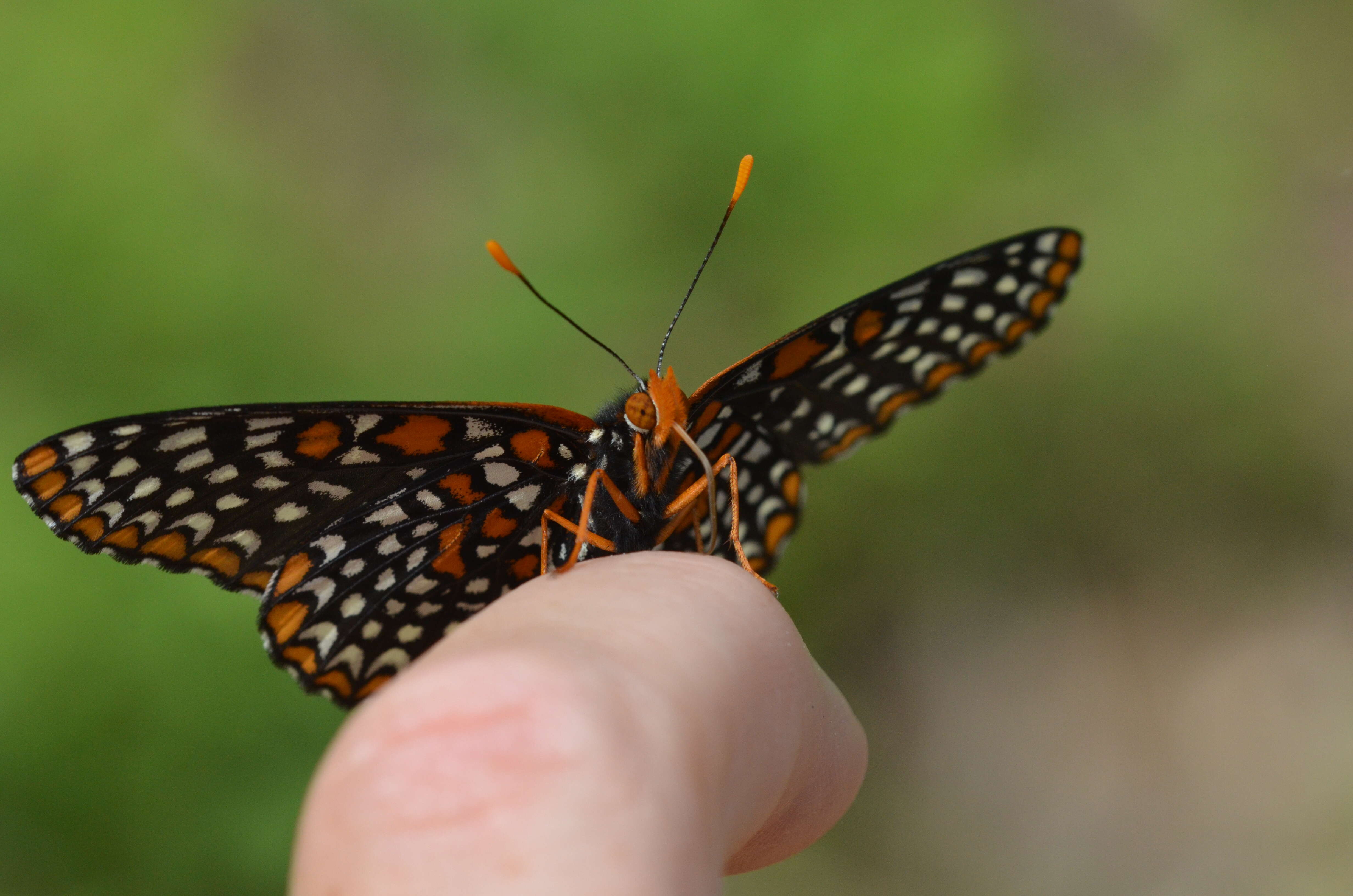 Image of Baltimore Checkerspot