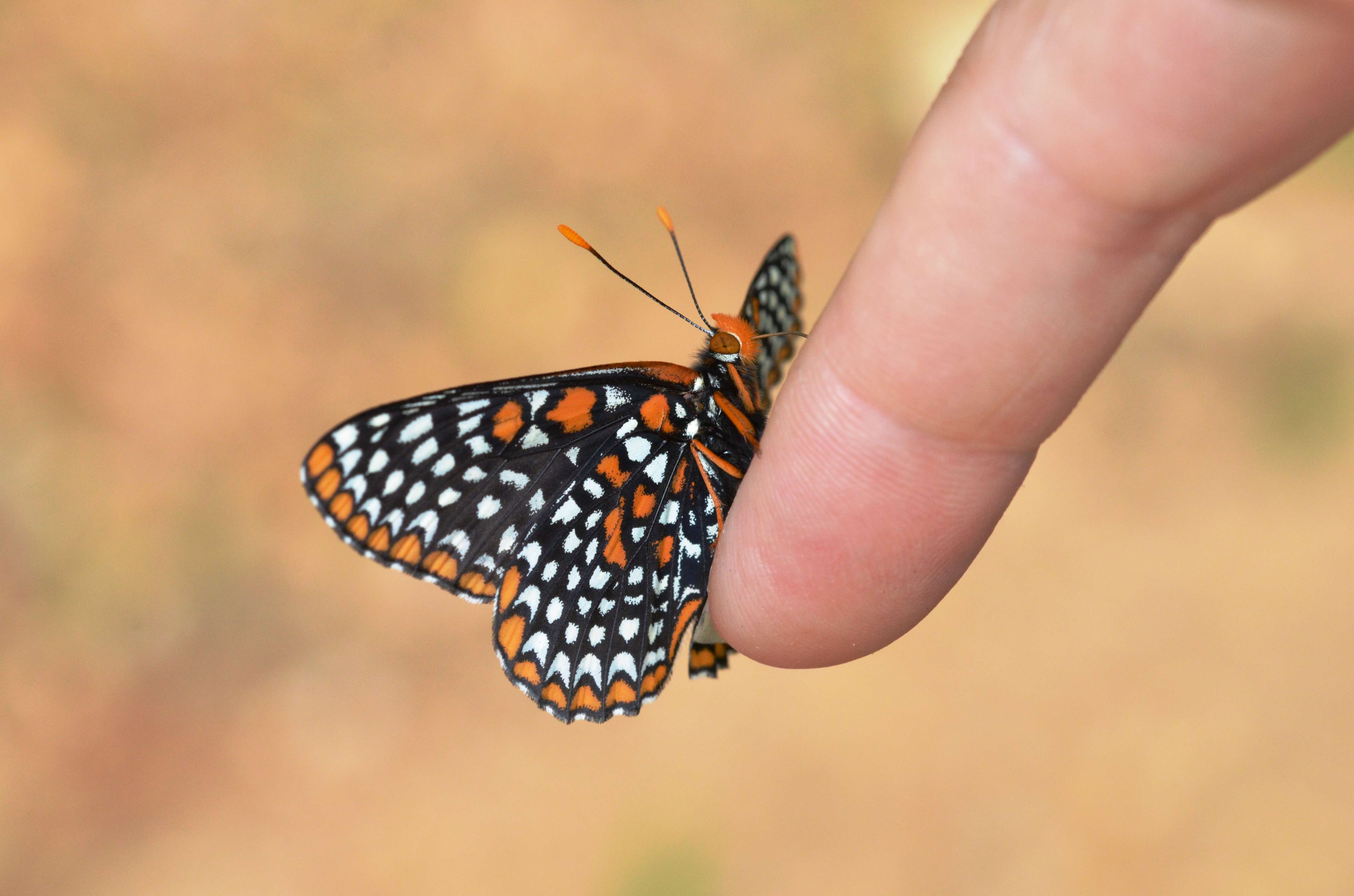 Image of Baltimore Checkerspot