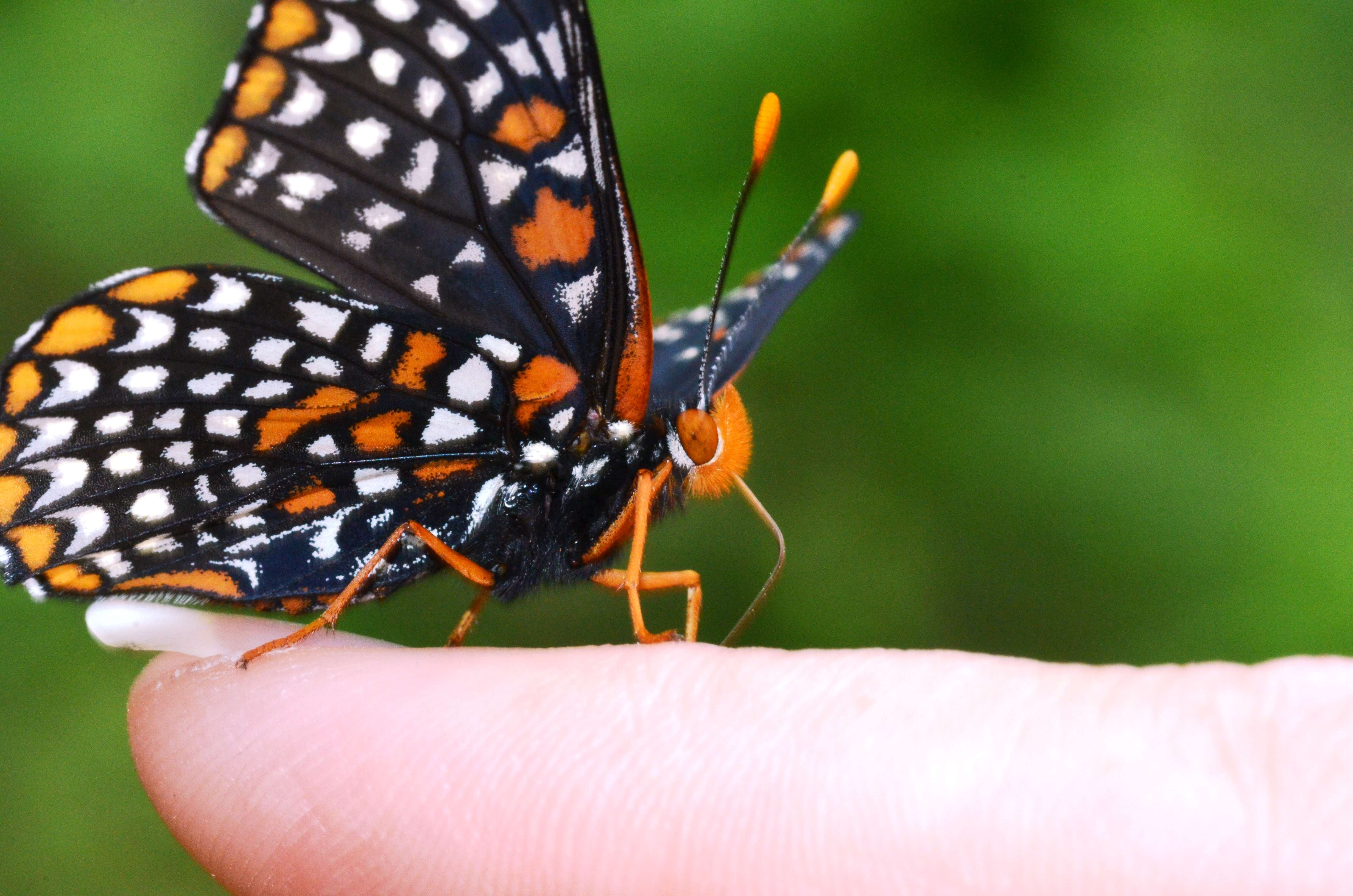 Euphydryas phaeton Drury 1767的圖片