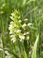 Dactylorhiza incarnata subsp. ochroleuca (Wüstnei ex Boll) P. F. Hunt & Summerh. resmi