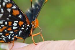 Image of Baltimore Checkerspot