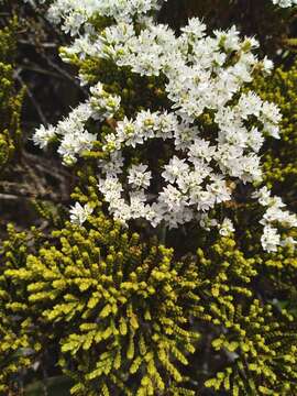 Sivun Veronica tetragona subsp. subsimilis (Col.) Garn.-Jones kuva