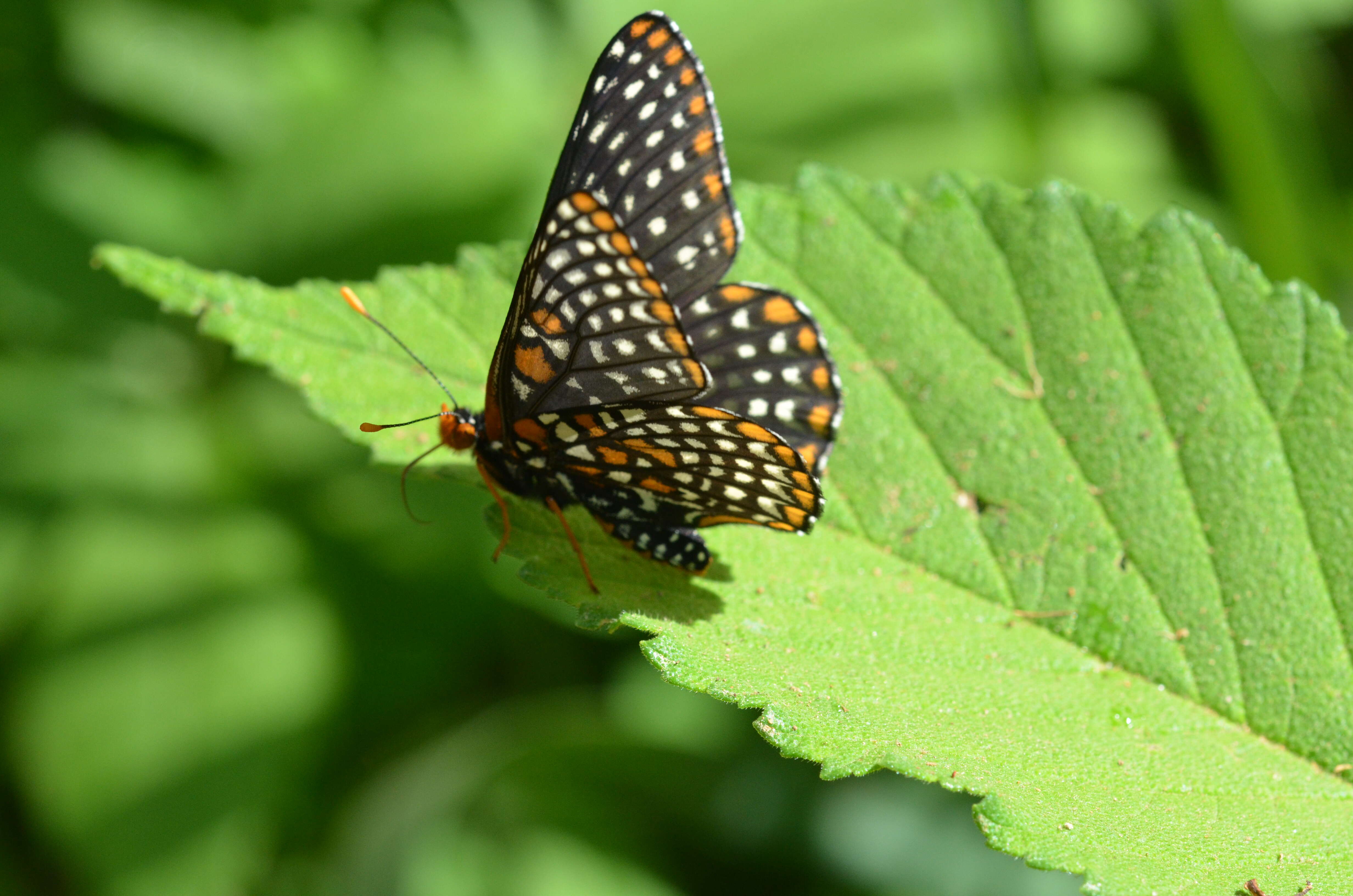 Image of Baltimore Checkerspot