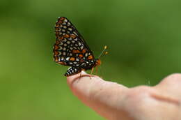 Image of Baltimore Checkerspot