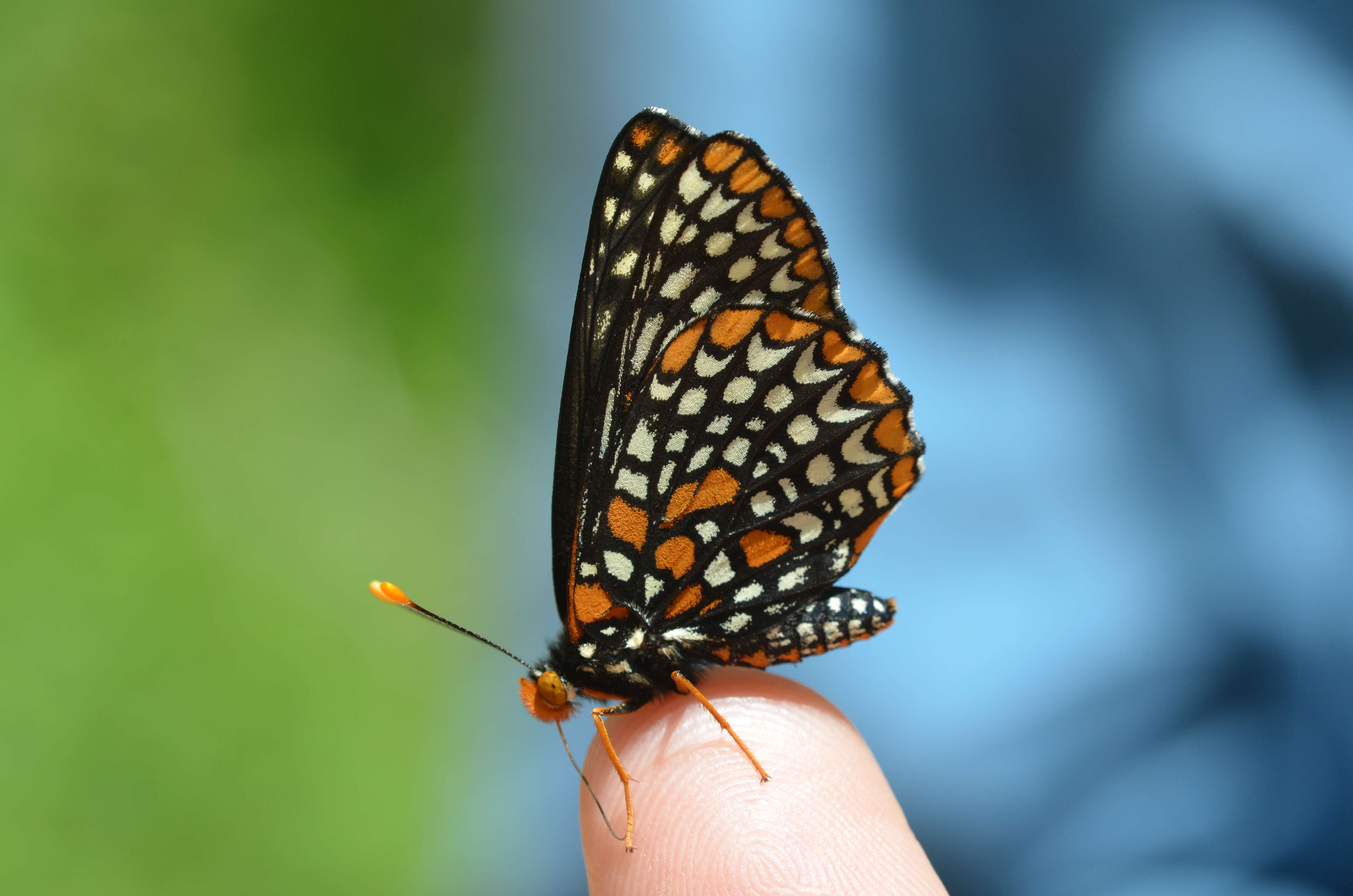 Image of Baltimore Checkerspot