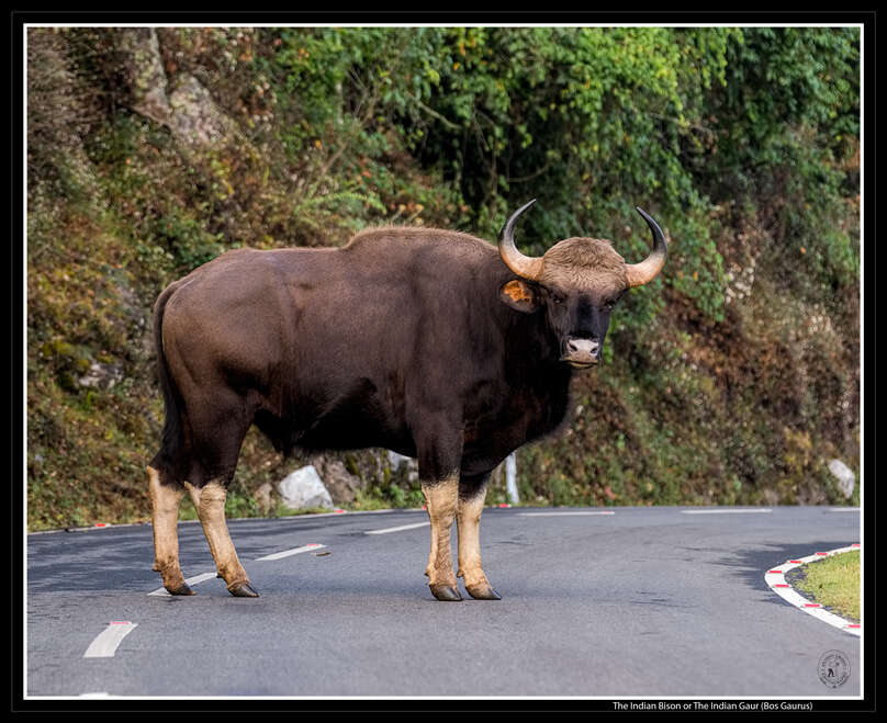 Image of Gaur