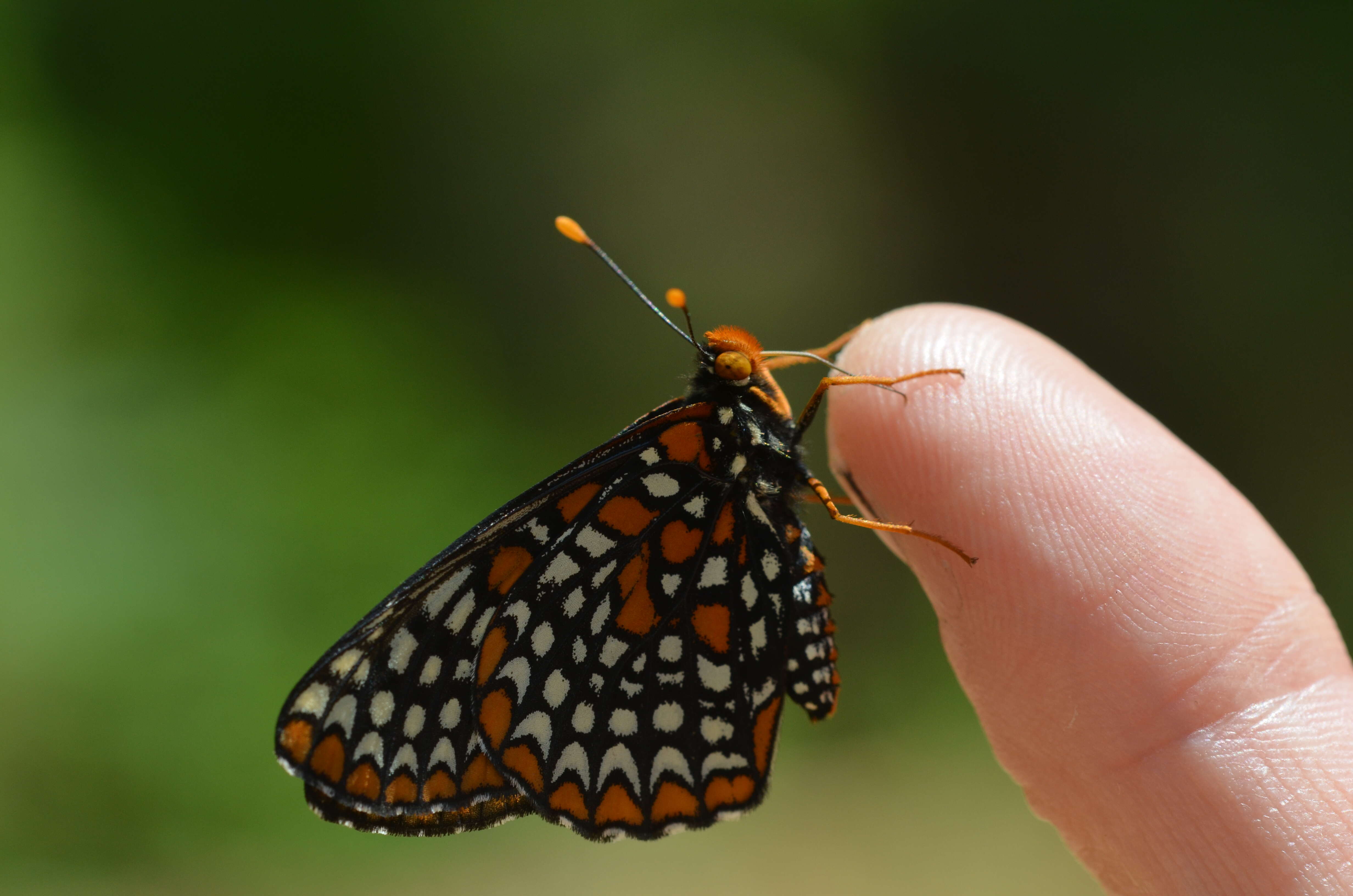 Image of Baltimore Checkerspot