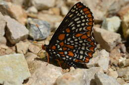 Image of Baltimore Checkerspot