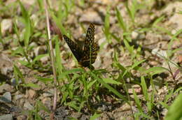 Image of Baltimore Checkerspot