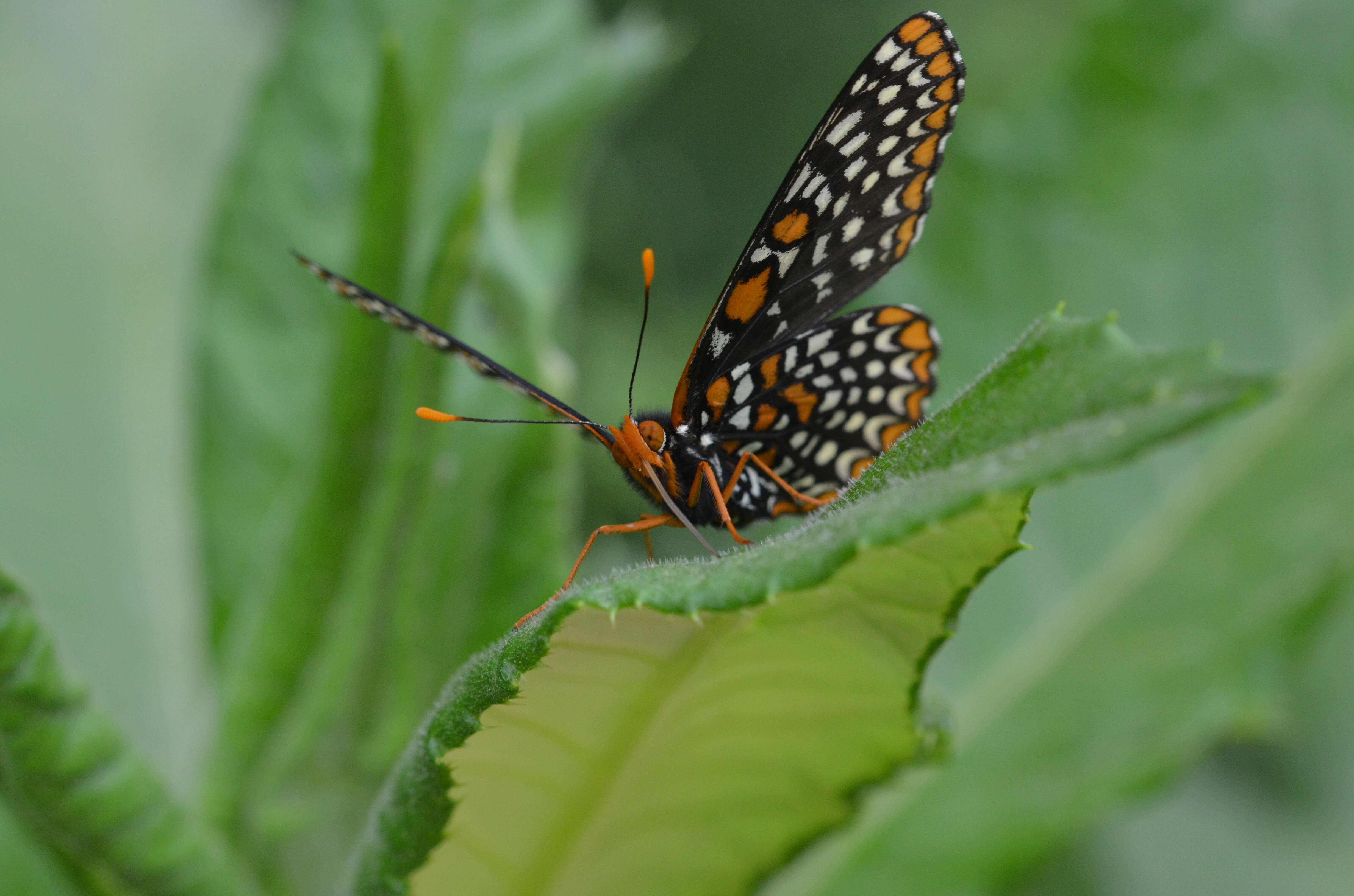 Euphydryas phaeton Drury 1767的圖片