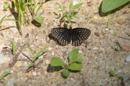 Image of Baltimore Checkerspot