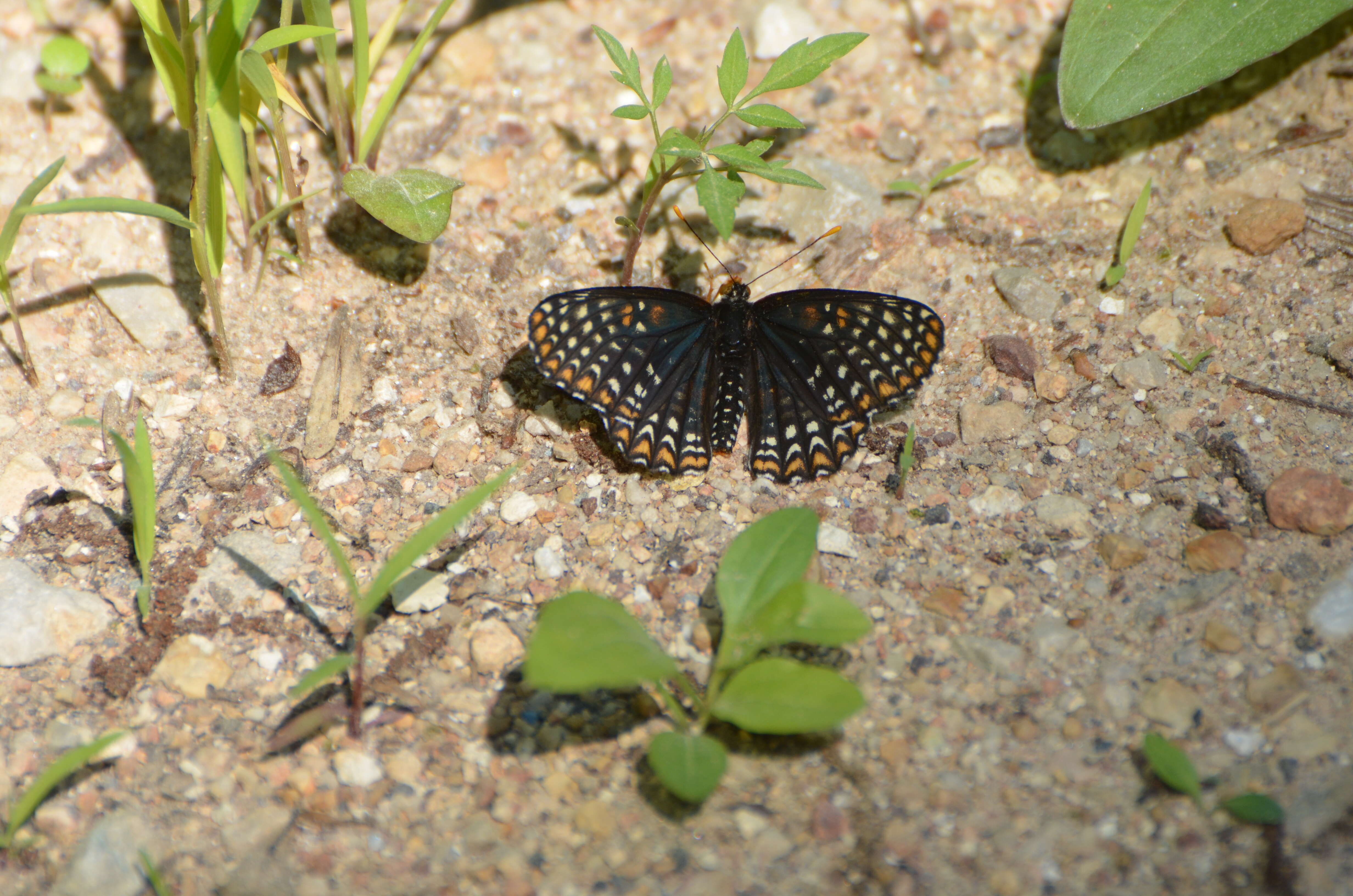 Image of Baltimore Checkerspot