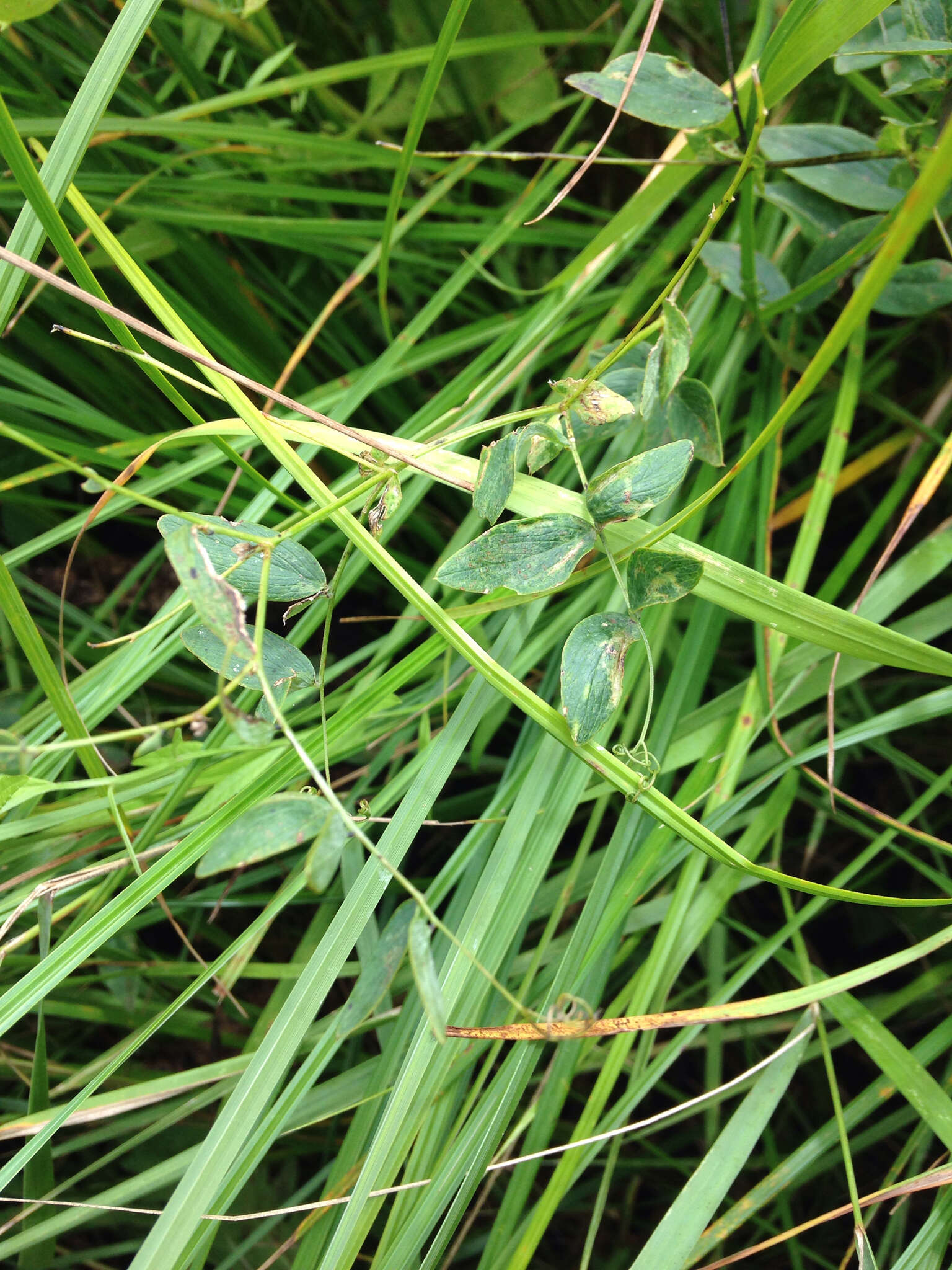 Imagem de Lathyrus palustris L.