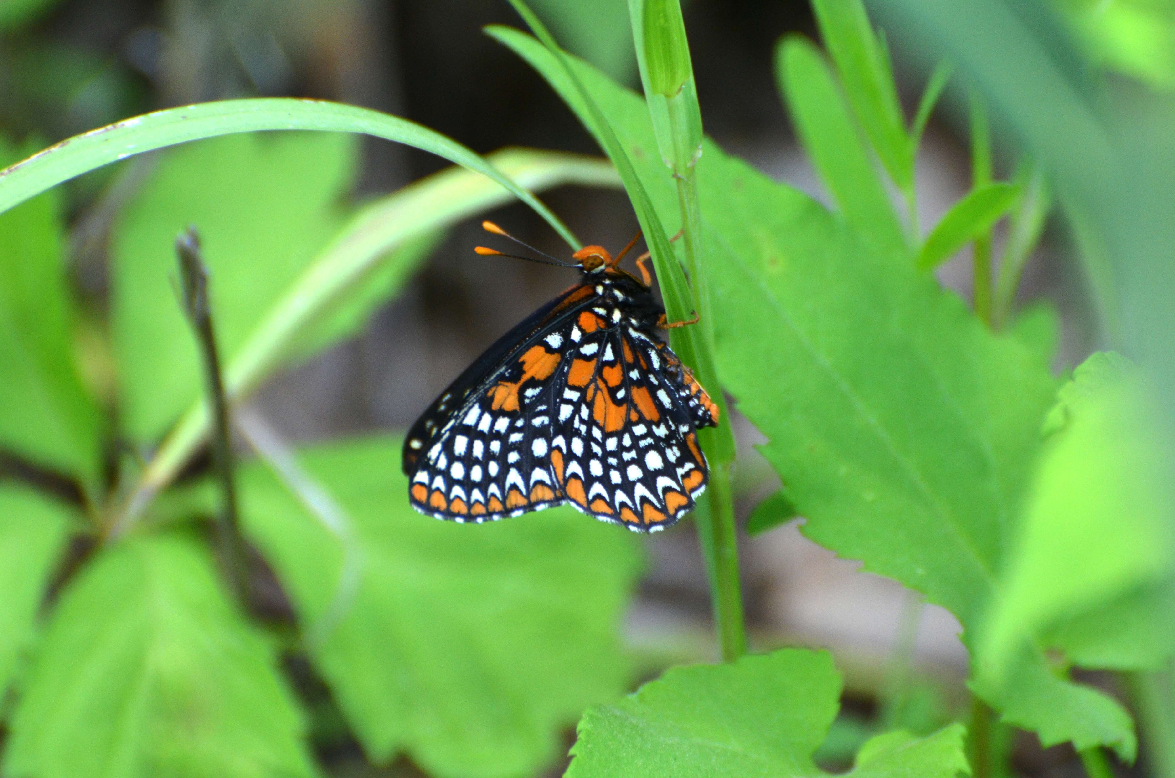 Image of Baltimore Checkerspot