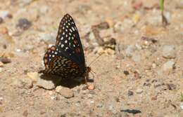 Euphydryas phaeton Drury 1767的圖片