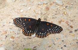 Image of Baltimore Checkerspot