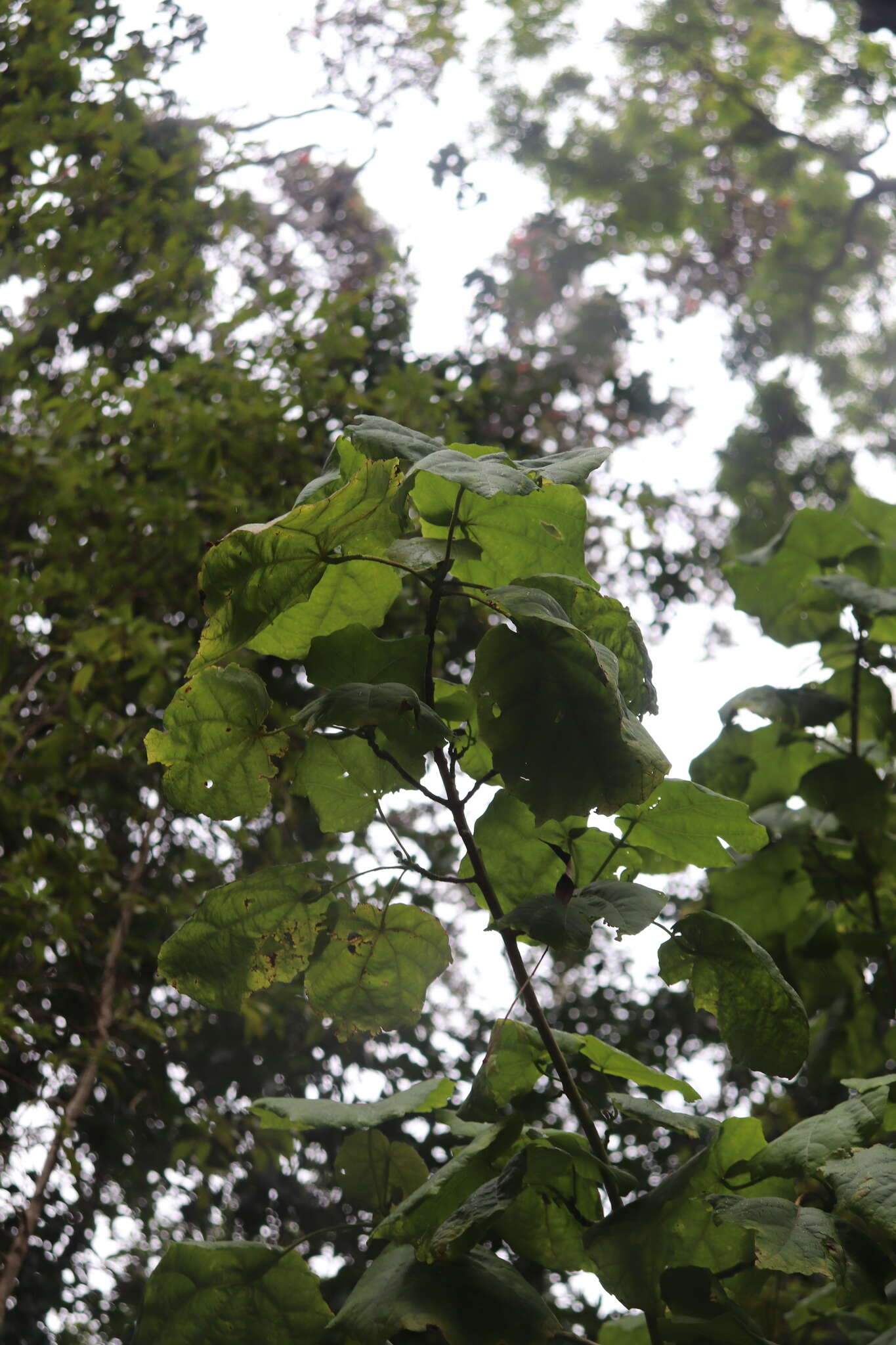 Image of Kilauea hau kuahiwi