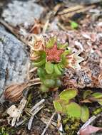 Слика од <i>Sedum <i>atratum</i></i> var. atratum