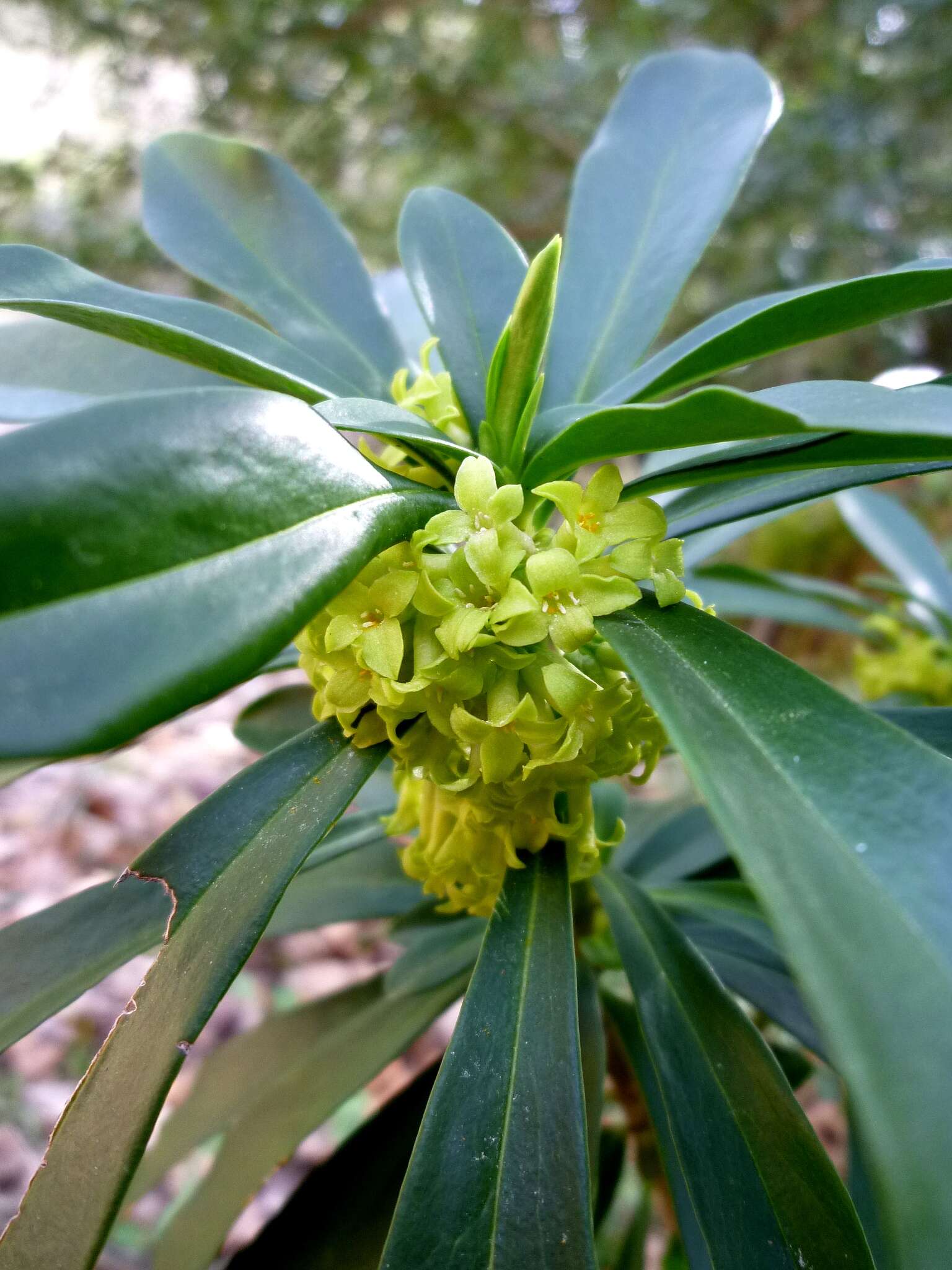 Imagem de Daphne laureola L.