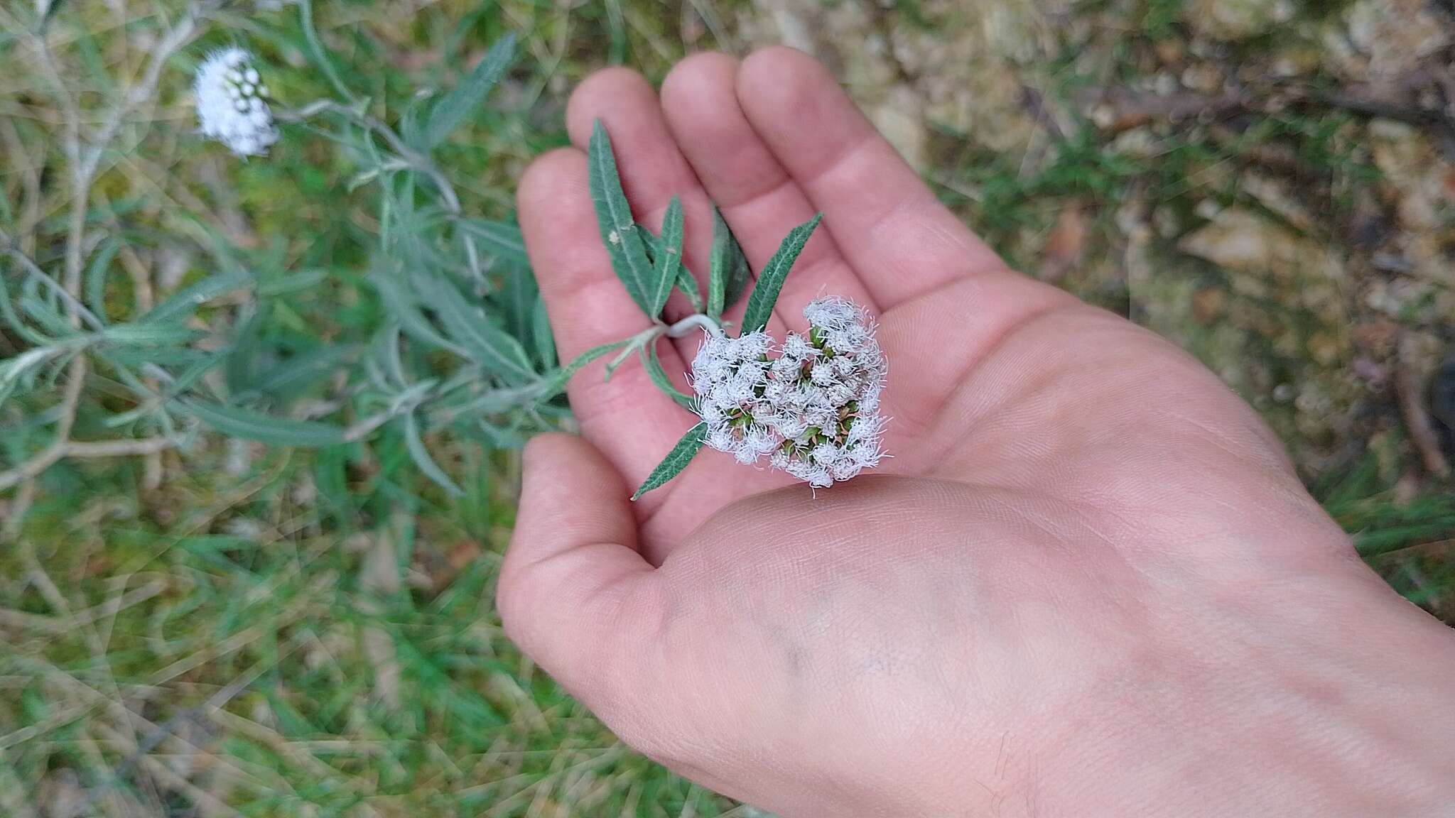 Image of Lourteigia stoechadifolia (L. fil.) R. King & H. Rob.